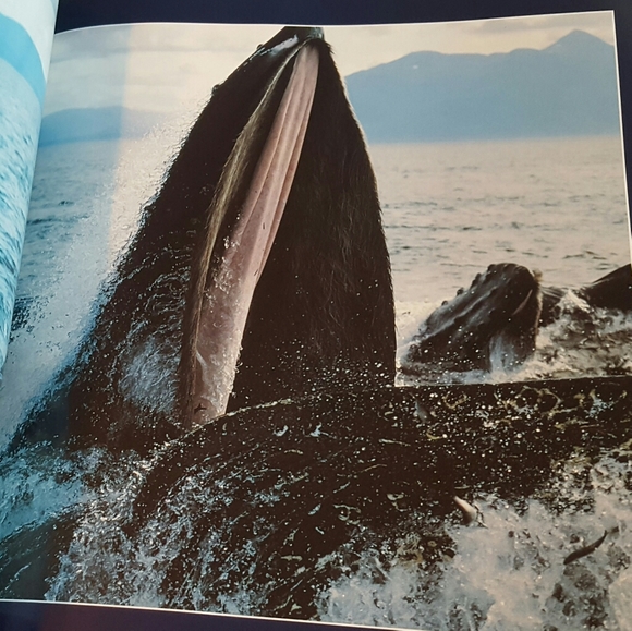 *SOLD* WHALES DOLPHINS AND PORPOISES 1995 HARDCOVER - Picture 7 of 9
